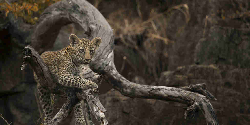 baby leopard, sabi sand reserves safaris, south africa