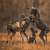 Singita Castleton Wildlife8