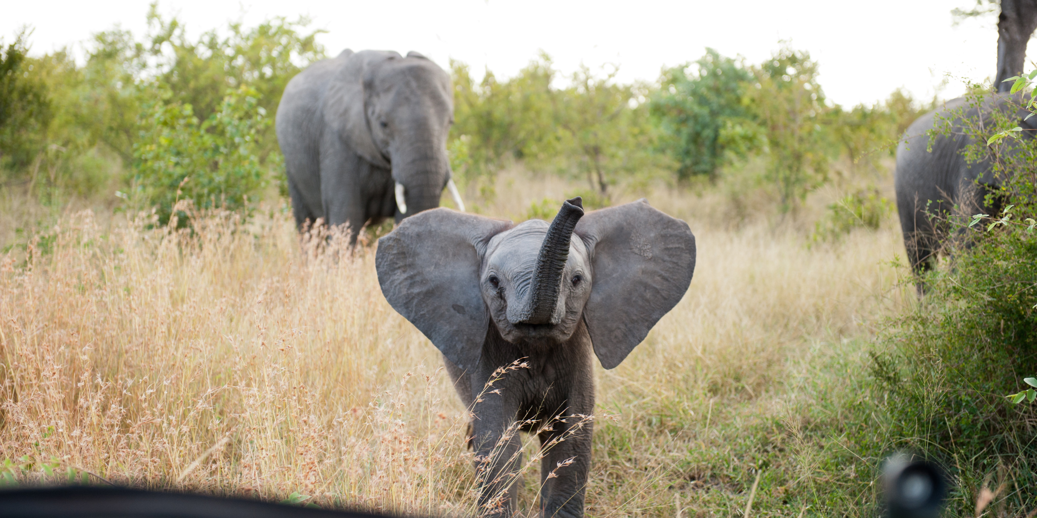 Singita Boulders Lodge Wildlife3