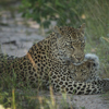 Singita Ebony Lodge Wildlife7