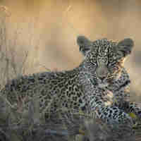 Singita Ebony Lodge leopard yellow zebra safaris