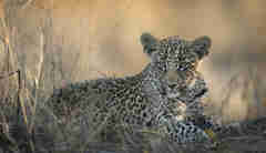 Singita Ebony Lodge leopard yellow zebra safaris
