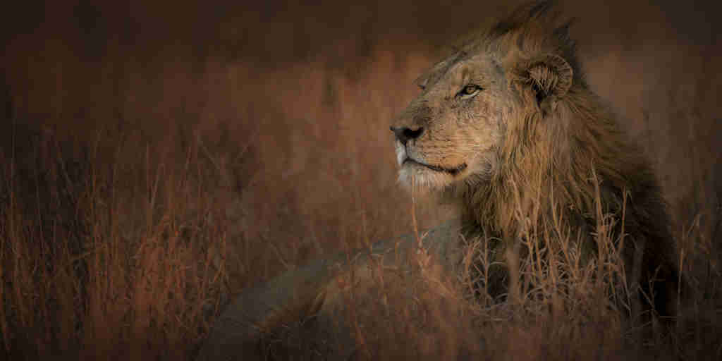 lion safaris, kruger national park, south africa