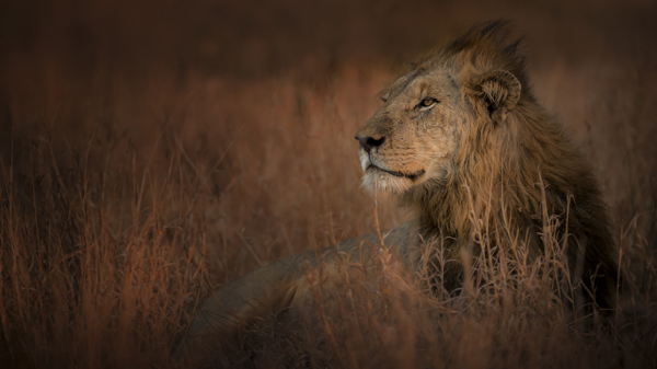 lion safaris, kruger national park, south africa