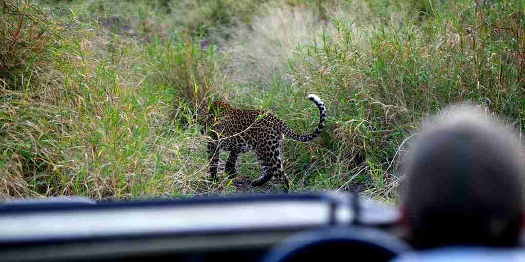 game drive safaris, kruger national park, south africa