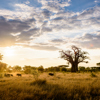 sunset in gonarezhou national park, zimbabwe safaris