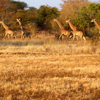giraffes, gonarezhou national park, zimbabwe safaris