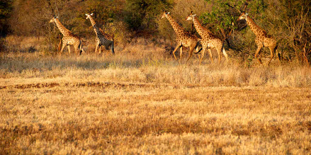 giraffes, gonarezhou national park, zimbabwe safaris