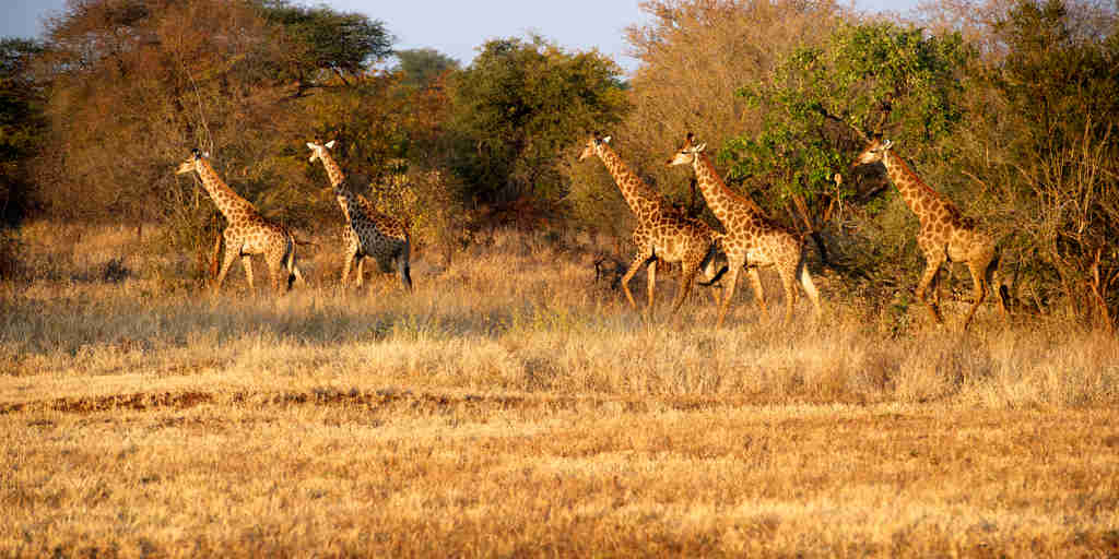 giraffes, gonarezhou national park, zimbabwe safaris