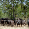 Singita Pamushana Wildlife4