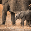 elephant safaris, gonarezhou national park, zimbabwe