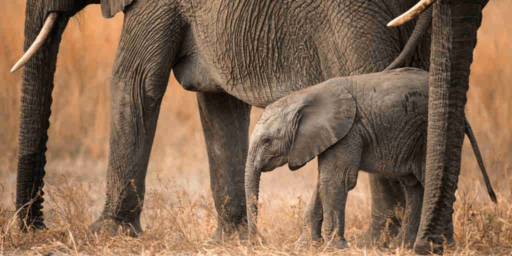 elephant safaris, gonarezhou national park, zimbabwe