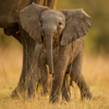 Singita Pamushana Wildlife10