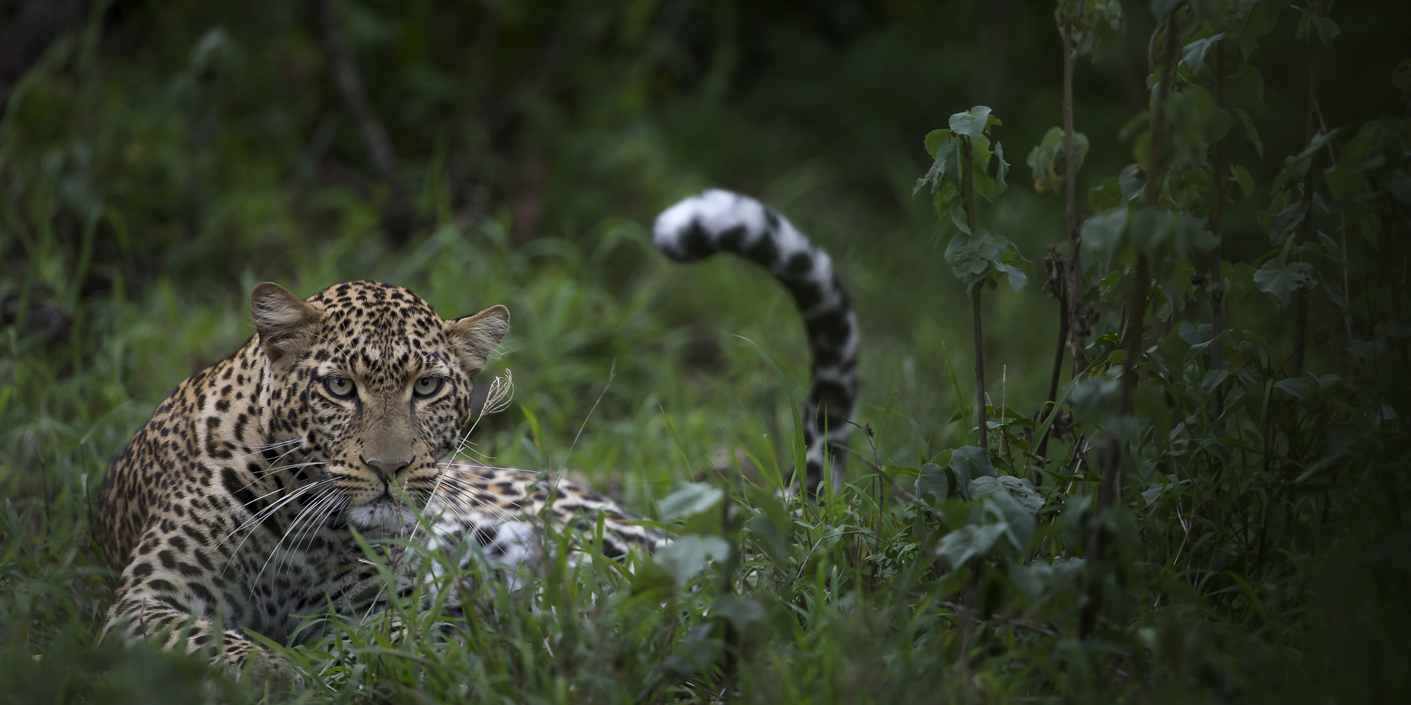 Singita Serengeti House Wildlife6
