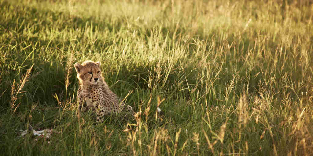 Singita Serengeti House Wildlife13