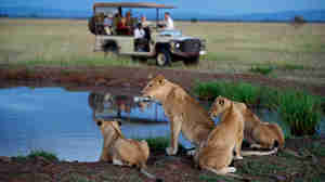 Singita Serengeti House Game Drive5
