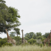 Singita Sweni Lodge Wildlife5