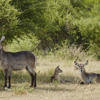 Singita Sweni Lodge Wildlife6