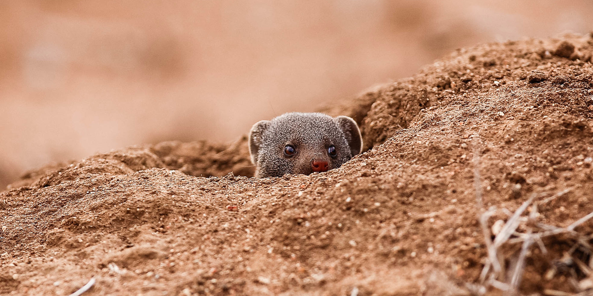 mongoose, thornybush game reserve, south africa safaris