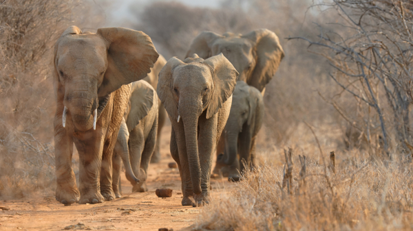 Sabi Sands