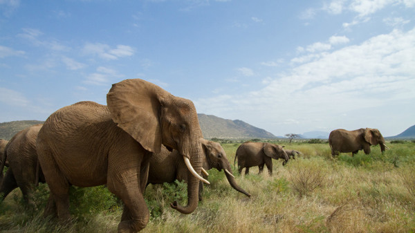 Elephants, Samburu, Kenya