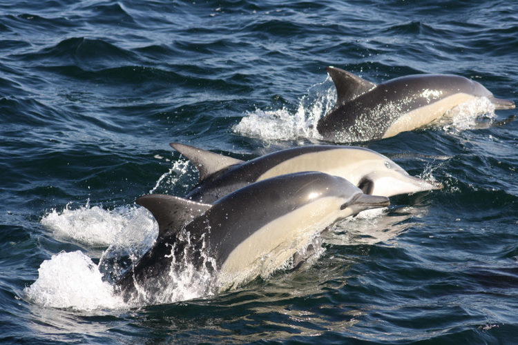 Common Dolphin