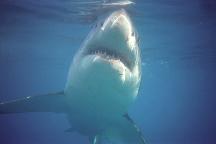 Great White Shark Adventure