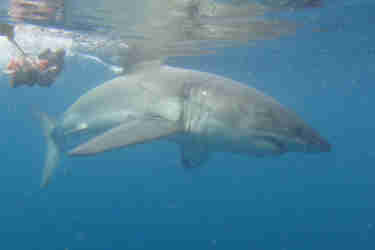 shark cage diving south africa