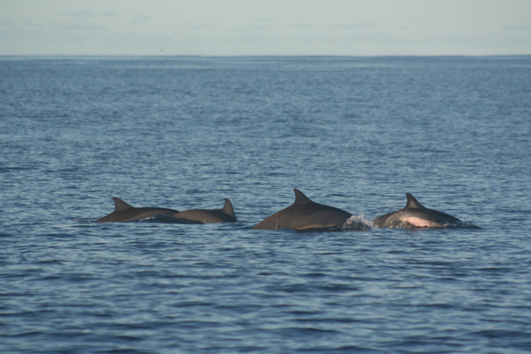 Dolphins   Bird Island