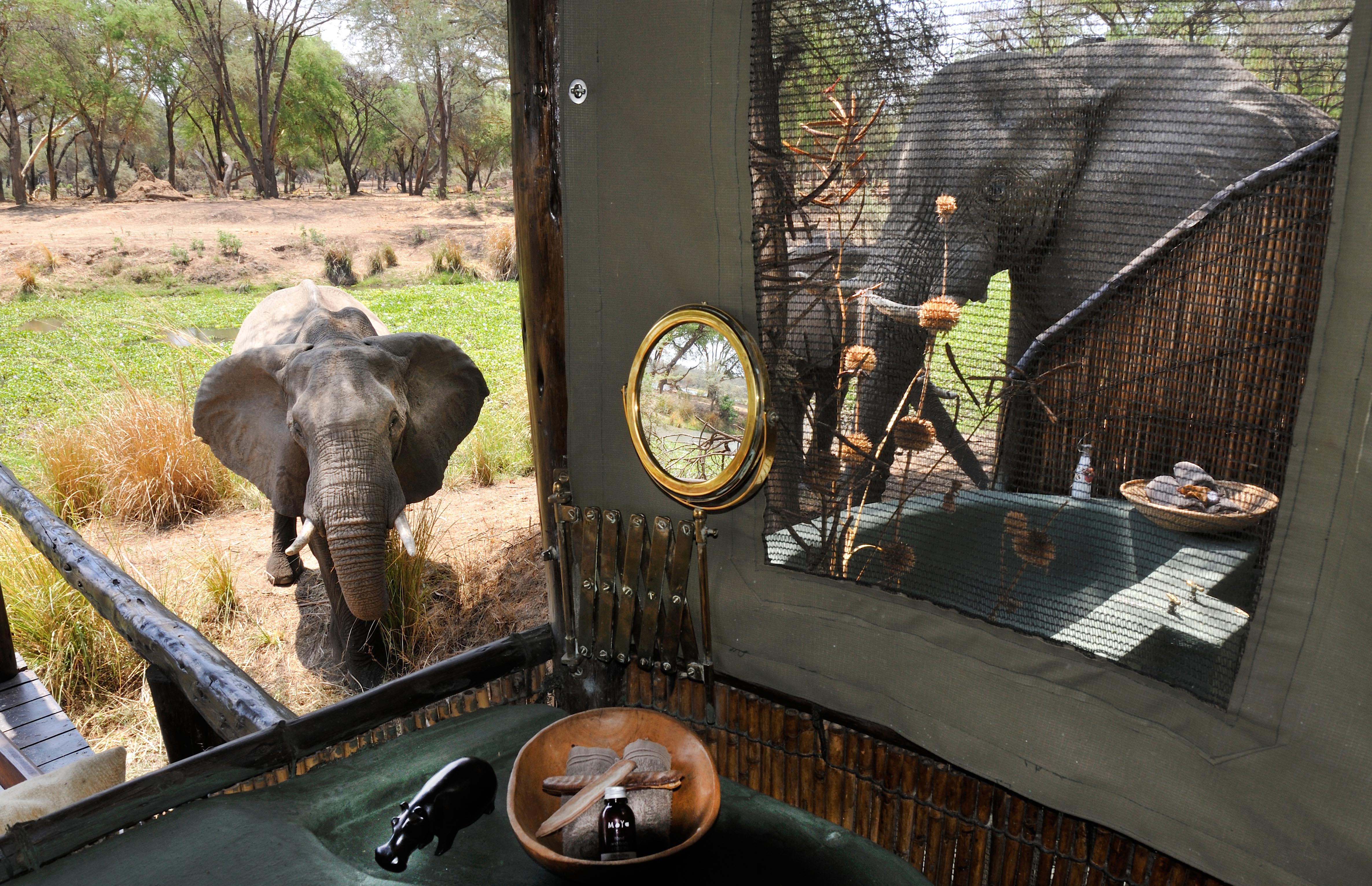 Elephants, Old Mondoro, Lower Zambezi National Park, Zambia