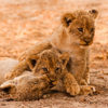 Lion Cubs, South Africa