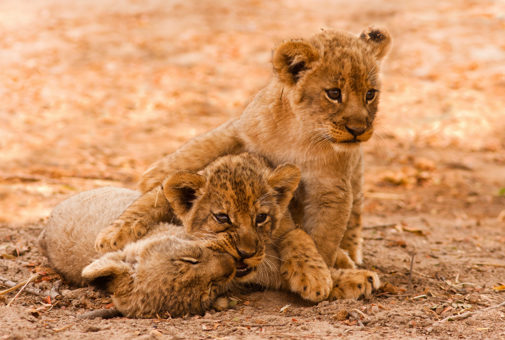 Lion Cubs, South Africa