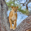 Lioness in Tree, South Africa