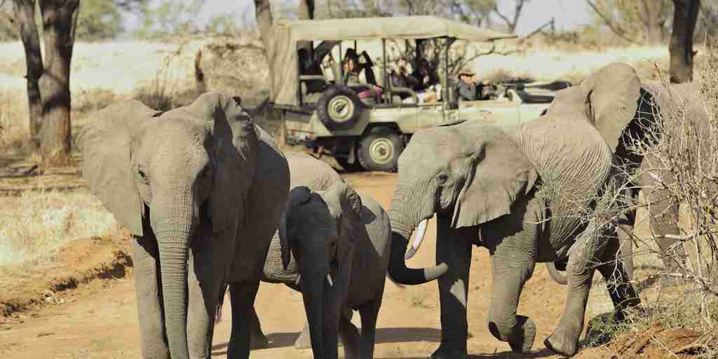 Elephants, Big Five safari in Ruaha National Park