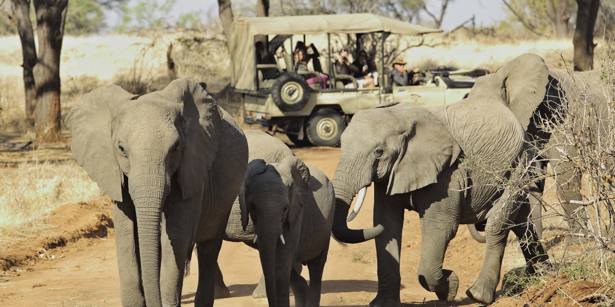 Elephants, Big Five safari in Ruaha National Park