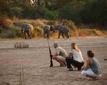 Elephants spotted, walking safari, Ruaha National Park