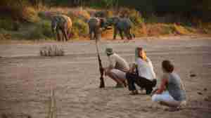 Elephants spotted, walking safari, Ruaha National Park