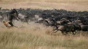 Mara Plains wildebeest