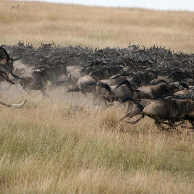 Mara Plains wildebeest