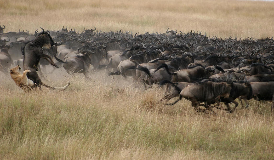 Tanzania wildlife safaris