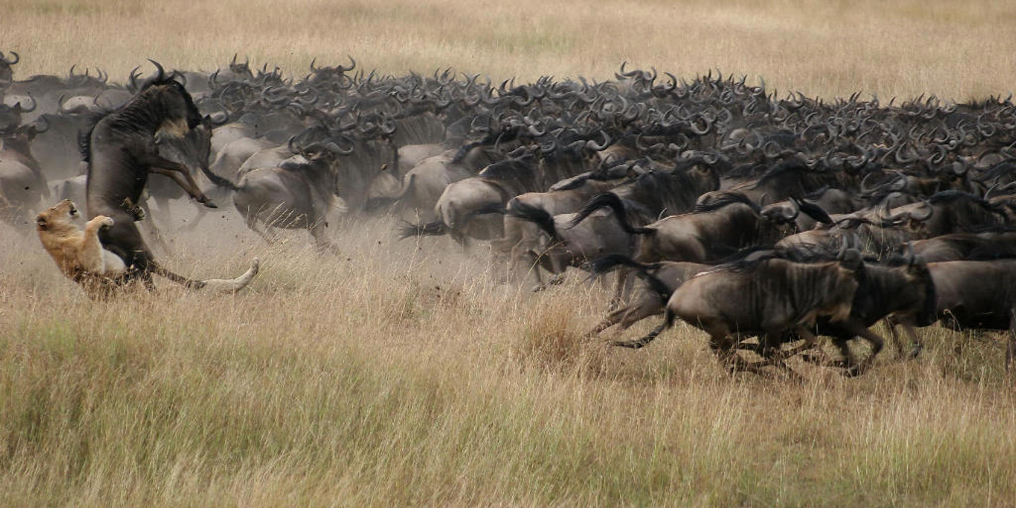 Mara Plains wildebeest