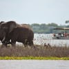 Elephant safari, boat cruise, Selous Game Reserve