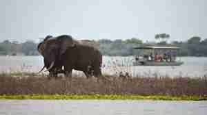 Elephant safari, boat cruise, Selous Game Reserve