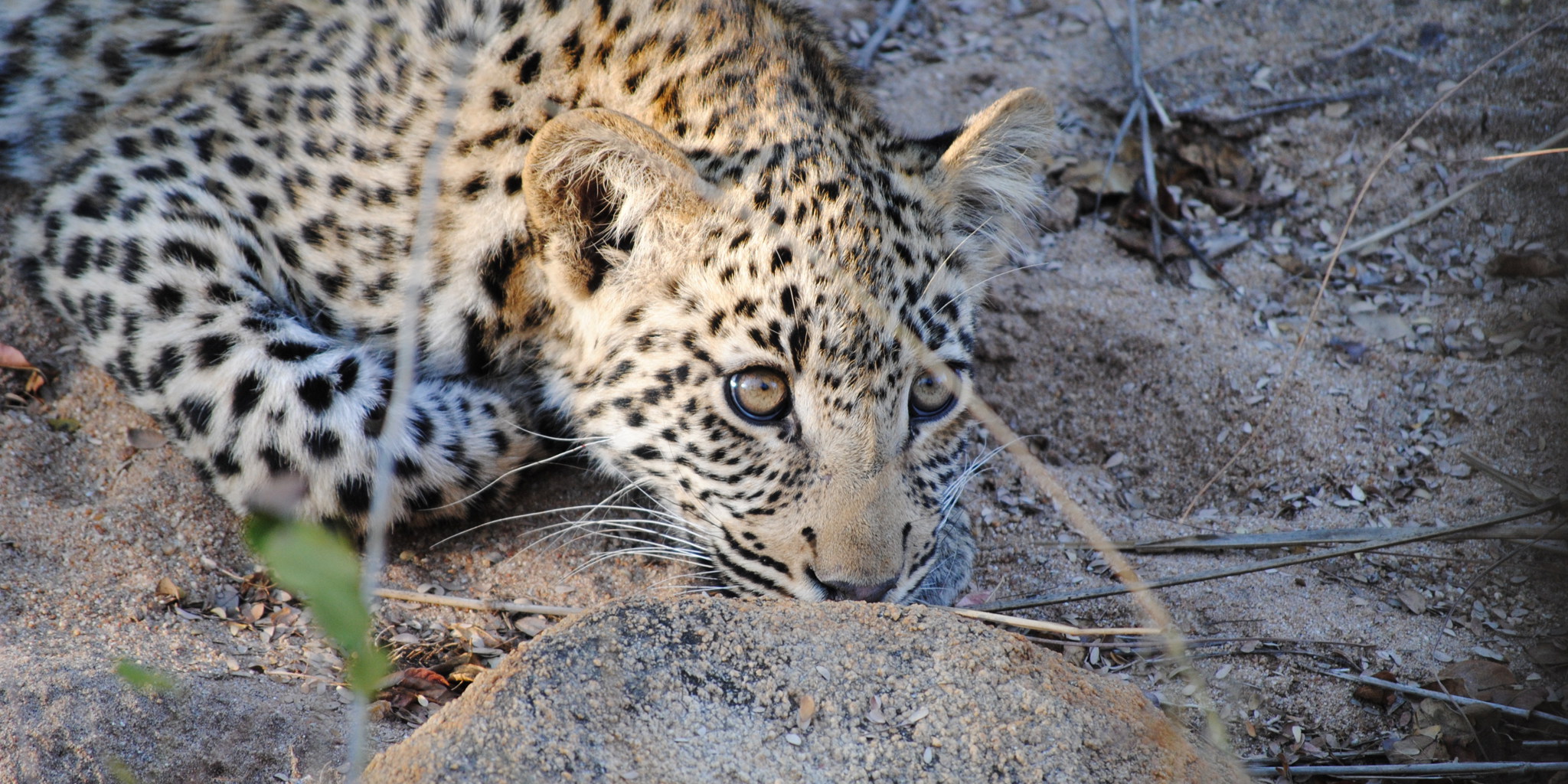 leopard cub, thornybush game reserve, south africa safaris