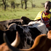 Culture, Herding, Kenya