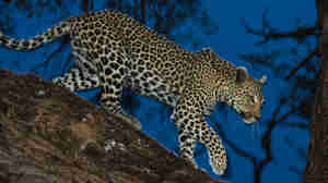 leopard night drive