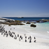 Penguins, Cape, Town South Africa