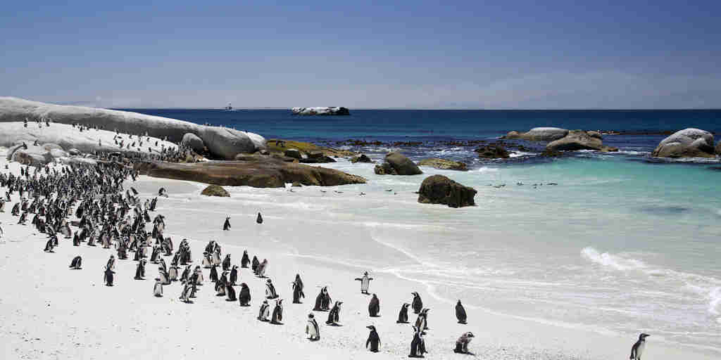 penguins, sea view, south africa safari vacations