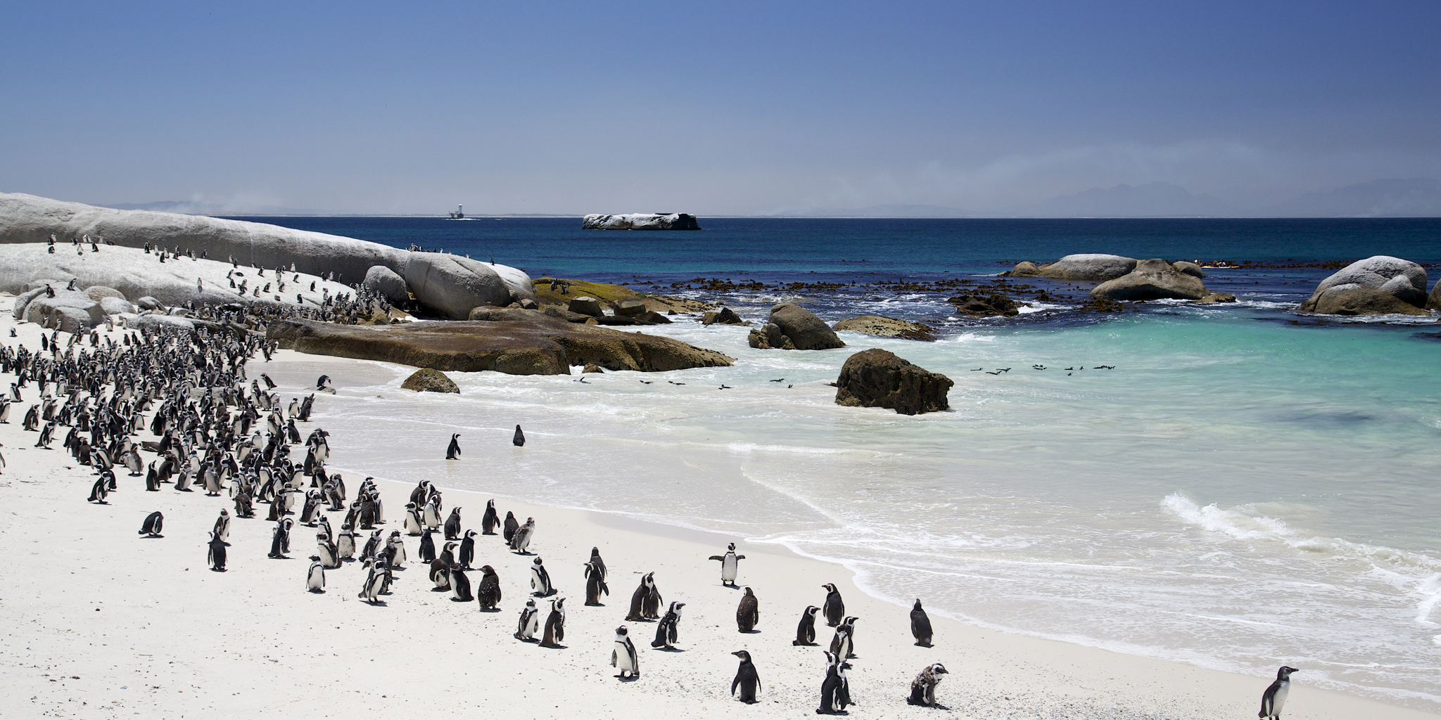 penguins, sea view, south africa safari vacations
