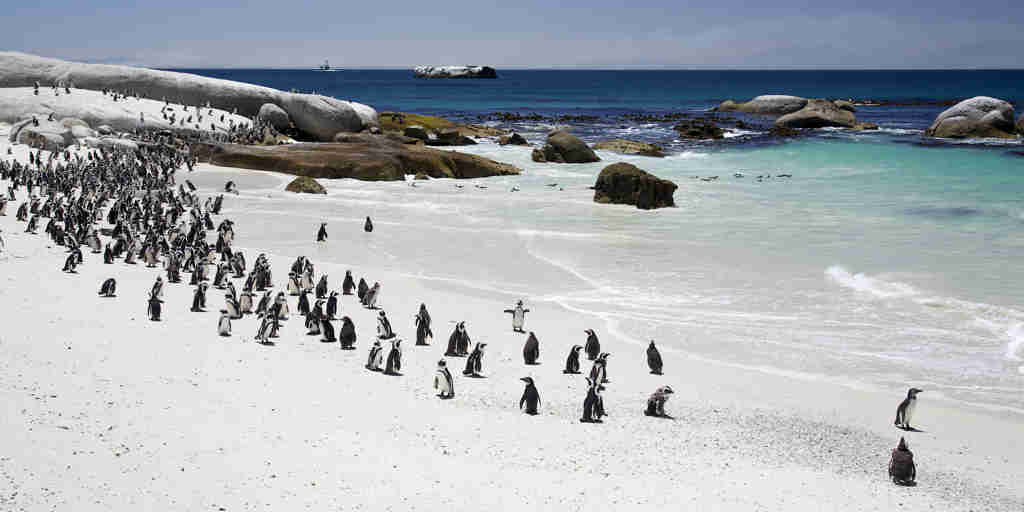 Penguins, Cape, Town South Africa